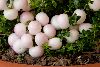 <em>Gaultheria hybrid</em> 'Pearls'